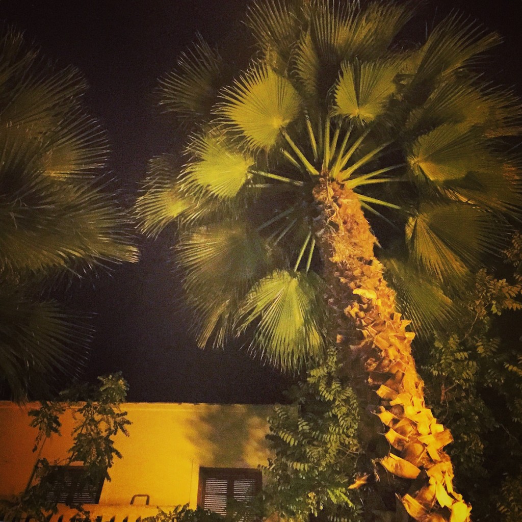 Palm trees in the bohemian-friendly neighbourhood of Mets