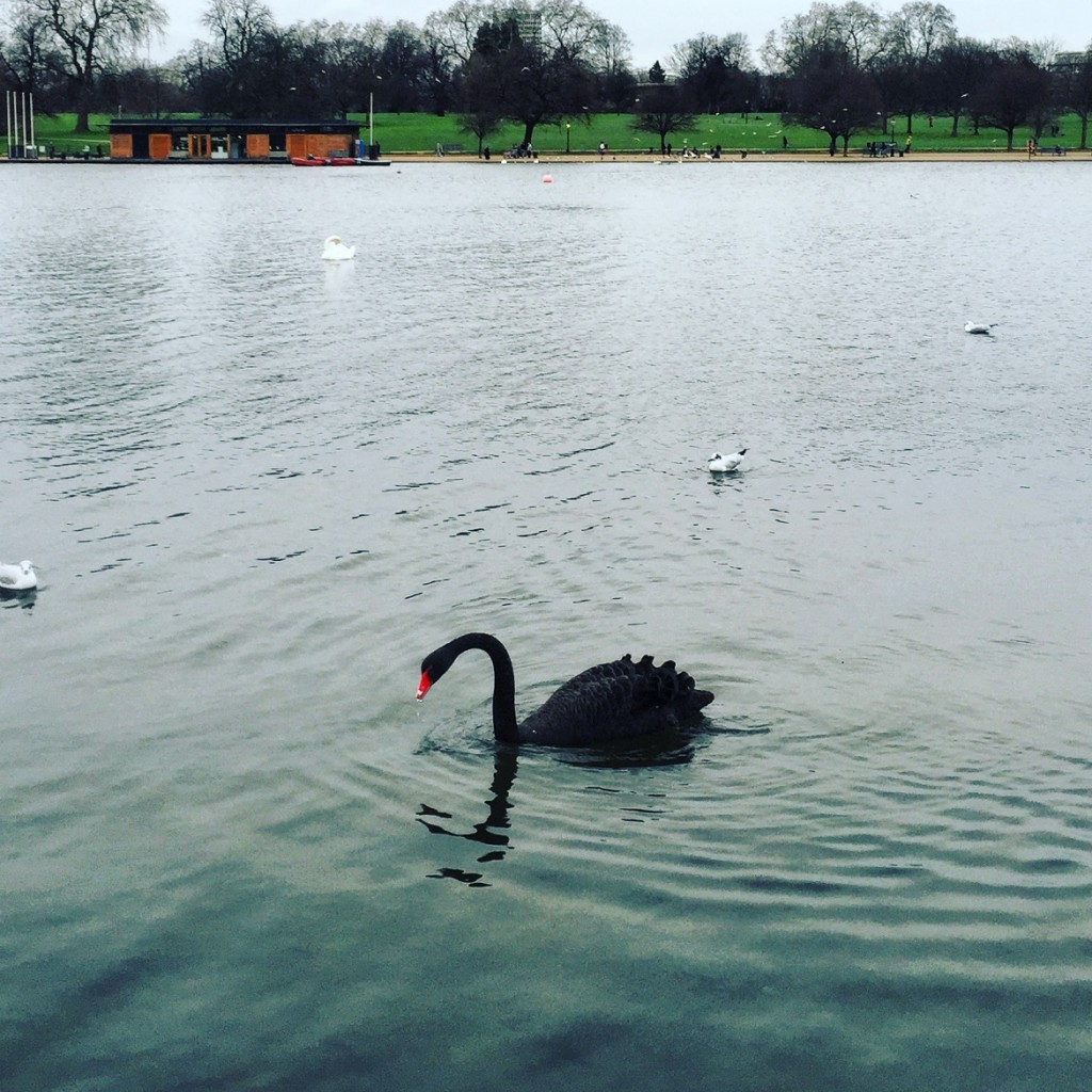 I prefer black to white (swan) - walking in Hyde Park